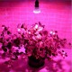2.2w/3w/4.5watt RED and BLUE E27 led Hydroponics Light LED Plant Grow Growth Light Bulb Lamp ac110v/220v